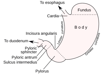 Stomach