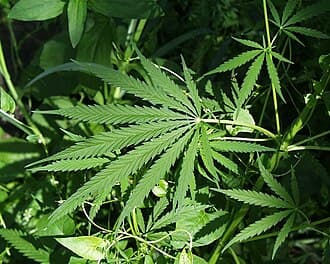 Cannabis (drug)