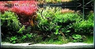 Aquascaping